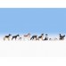 Noch 15717 - Dogs 9/